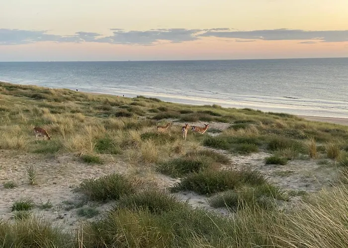 公寓 Zwarte Vis 赞德沃特